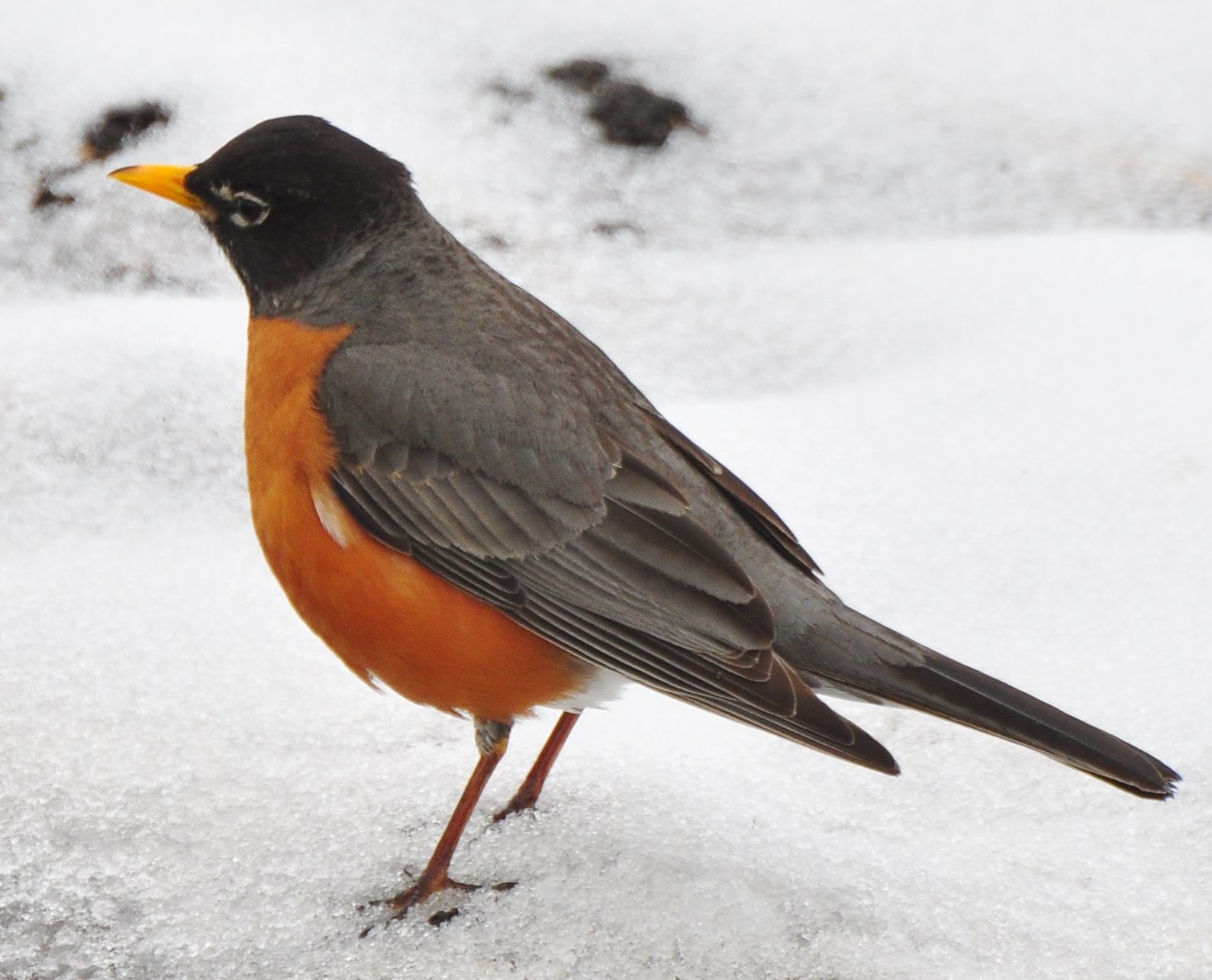 wasburn robin 2